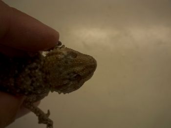 Media type: image;   Herpetology R-183771